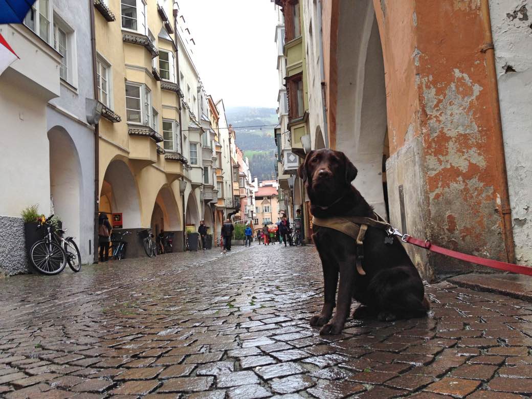 9 praktische tips voor vliegen met je hond 9 praktische tips voor vliegen met je hond