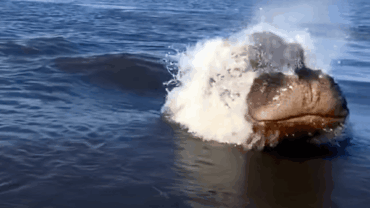 Hoe snel is een nijlpaard? (video) Hoe snel is een nijlpaard? (video)