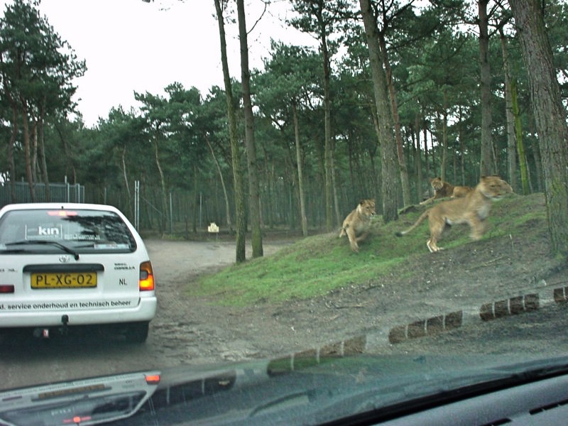 Libéma wil autosafari in Beekse Bergen nog niet in de ban doen