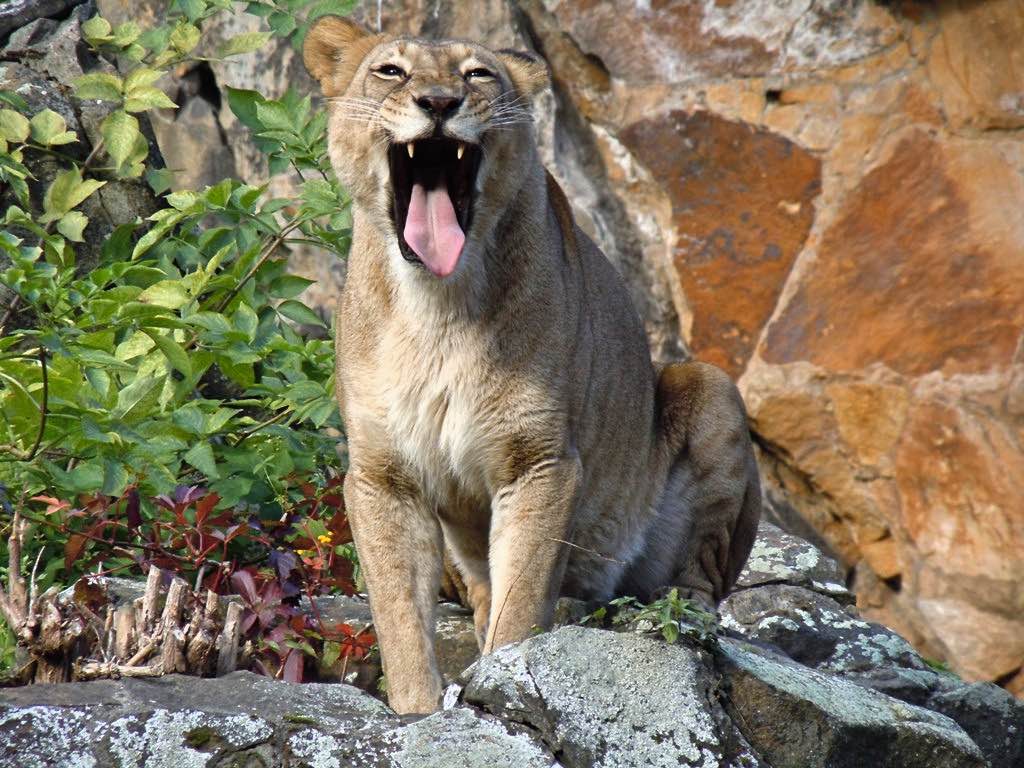 Cultuur heeft in Rwanda veel gezichten