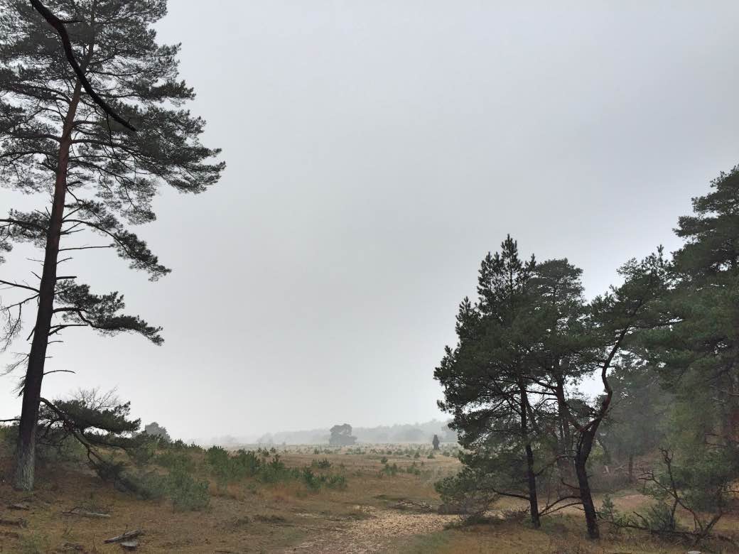 Hoge Veluwe lokt meer bezoekers