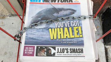 Walvissen kijken voor kust van New York? Ja dat kan!