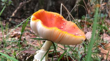 Dat moet je nu doen: paddenstoelen kijken! Dat moet je nu doen: paddenstoelen kijken!