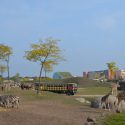 Dierenpark Emmen wordt ‘Wildlands’ Dierenpark Emmen wordt ‘Wildlands’