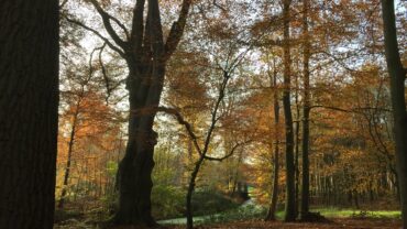Dit zijn de winterse activiteiten bij Natuurmonumenten