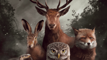 Beleef de wilde natuur van België in de bios