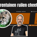 Video | Nederlandse dierentuinen ruilen cheeta’s