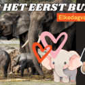 Video | Olifantjes buiten in Beekse Bergen & Musea bundelen krachten