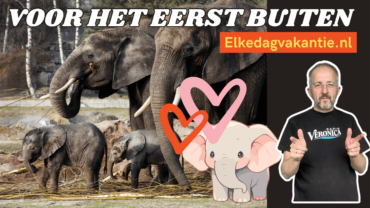 Video | Olifantjes buiten in Beekse Bergen & Musea bundelen krachten