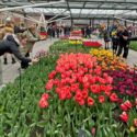 VIDEO | Zo’n mooi seizoen had Keukenhof in 2018 VIDEO | Zo’n mooi seizoen had Keukenhof in 2018