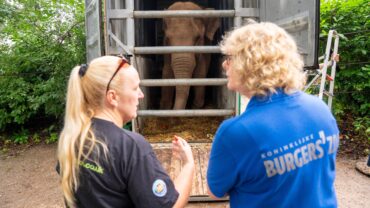 Oudere olifanten vinden thuis in Arnhem