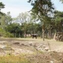 Safaripark breidt leefruimte olifanten uit en steunt natuurbehoud in Kenia Safaripark breidt leefruimte olifanten uit en steunt natuurbehoud in Kenia