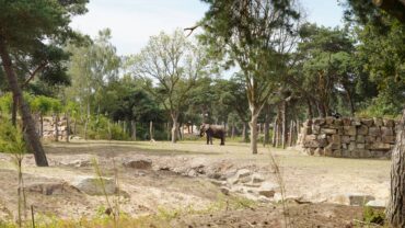Safaripark breidt leefruimte olifanten uit en steunt natuurbehoud in Kenia