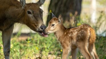 Eerste ‘Bed & Books’ in de Benelux te boeken Eerste ‘Bed & Books’ in de Benelux te boeken