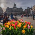 Honderdduizenden tulpen sieren 750-jarige hoofdstad