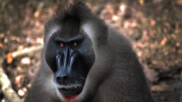 Bedreigde apensoort krijgt thuis in ZooParc