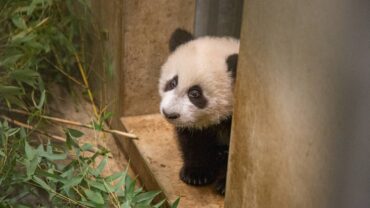 Reuzenpanda Lang Yue ontdekt het grote verblijf