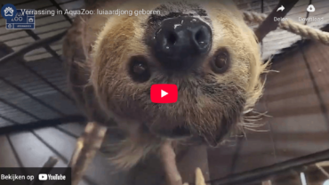 Geboorte van luiaard komt als verrassing in Leeuwarden