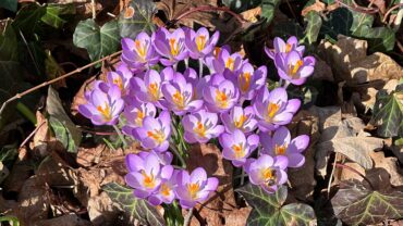 Dit zijn de mooiste bloemenroutes in Nederland Dit zijn de mooiste bloemenroutes in Nederland