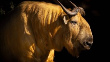 Bijzondere nieuwe bewoners voor Eindhoven Zoo