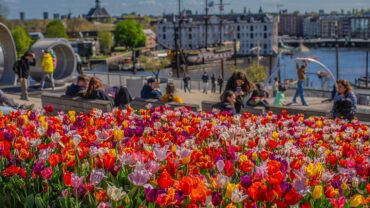 Amsterdam viert 750 jaar met tulpenzee