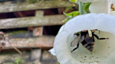 Ontdek roze bananenplant en vleesetende planten in de Almere Jungle