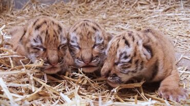 Zeldzame tijgertjes in Safaripark Beekse Bergen