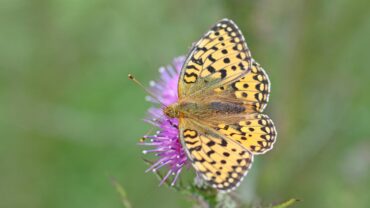 Wandelroute met vlinderthema geopend op Texel
