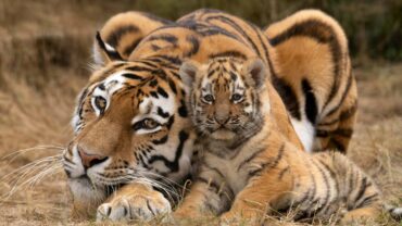 Gouden takins en tijgerwelpjes stelen de show in Nederlandse dierentuinen Gouden takins en tijgerwelpjes stelen de show in Nederlandse dierentuinen