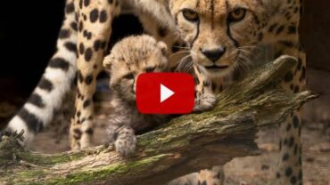 Europese dierentuinen vieren geboortes van kwetsbare diersoorten