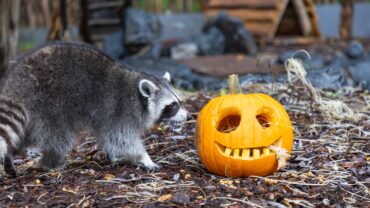 Pairi Daiza verandert (even) in sprookjesachtig Halloweenpark