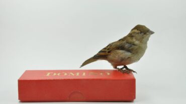 Nieuwe tentoonstellingen maken 2026 tot cultureel reisjaar