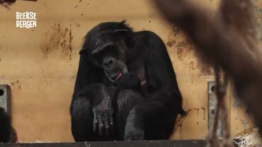 Geboortes en verhuizingen: zo helpen dierentuinen bedreigde soorten