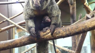 Van koala tot stokstaart, jong geluk in dierenparken