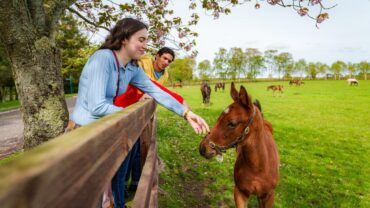 Van Keltische legendes tot veulens, zo viert Ierland de lente