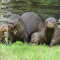 Nederlandse dierentuinen verwelkomen nieuw leven Nederlandse dierentuinen verwelkomen nieuw leven
