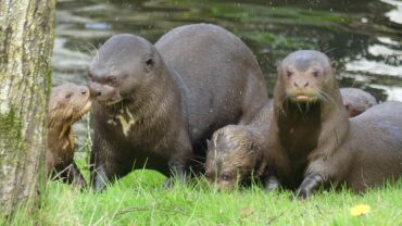 Nederlandse dierentuinen verwelkomen nieuw leven