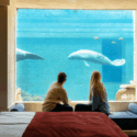 Pairi Daiza opent ’s werelds eerste onderwater slaapkamers bij zeekoeien Pairi Daiza opent ’s werelds eerste onderwater slaapkamers bij zeekoeien