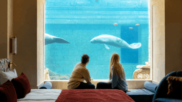 Pairi Daiza opent ’s werelds eerste onderwater slaapkamers bij zeekoeien