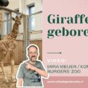 VIDEO | Schattig! Jong geluk in Burgers’ Zoo