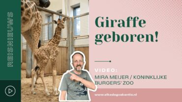 VIDEO | Schattig! Jong geluk in Burgers’ Zoo