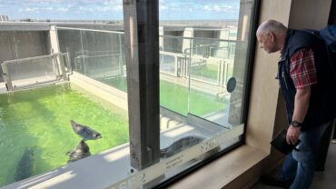 Druk pupseizoen in zeehondenziekenhuis: dit moet je weten voor je bezoek aan het WEC