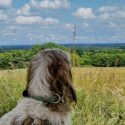 Op vakantie naar Frankrijk samen met je hond? Dit zijn de beste tips Op vakantie naar Frankrijk samen met je hond? Dit zijn de beste tips