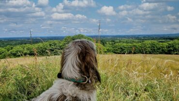 Op vakantie naar Frankrijk samen met je hond? Dit zijn de beste tips