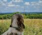 Op vakantie naar Frankrijk samen met je hond? Dit zijn de beste tips Op vakantie naar Frankrijk samen met je hond? Dit zijn de beste tips