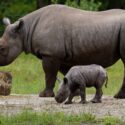Zeldzame neushoorngeboorte en giraffentweeling in Beekse Bergen Zeldzame neushoorngeboorte en giraffentweeling in Beekse Bergen