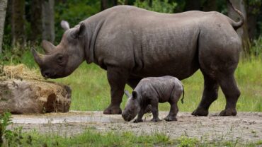 Zeldzame neushoorngeboorte en giraffentweeling in Beekse Bergen