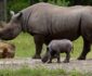 Zeldzame neushoorngeboorte en giraffentweeling in Beekse Bergen Zeldzame neushoorngeboorte en giraffentweeling in Beekse Bergen