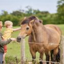 Van lichtshow tot boerderijvakantie: vijf opvallende reisontwikkelingen