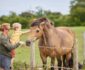 Van lichtshow tot boerderijvakantie: vijf opvallende reisontwikkelingen
